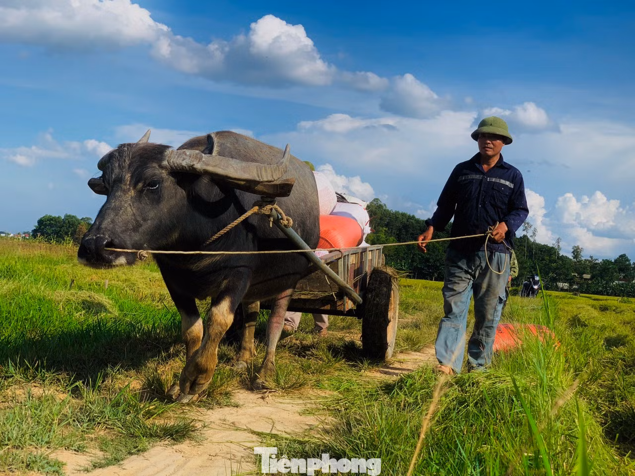 Năm nay, mưa nắng thất thường nhưng bù lại cho năng suất cao kỷ. Dù thóc chưa chín, chưa mẩy nhưng thời điểm này bán được giá 85.000 đồng/kg là có lãi với người nông dân, phương châm "xanh nhà hơn già đồng" bắt buộc phải thực hiện.