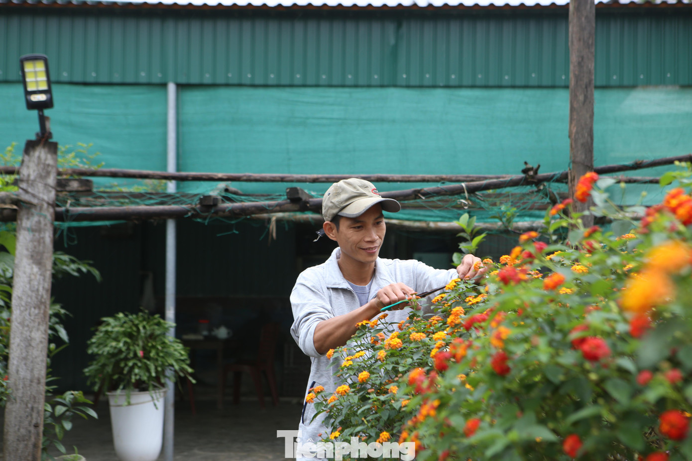 Anh Ngà cho biết, hoa ngũ sắc mọc hoang dại sẽ không có nhiều kiểu dáng, hoa thưa và màu chủ yếu vàng, cam. Sau khi được ghép mỗi gốc sẽ có nhiều màu hoa khác nhau.