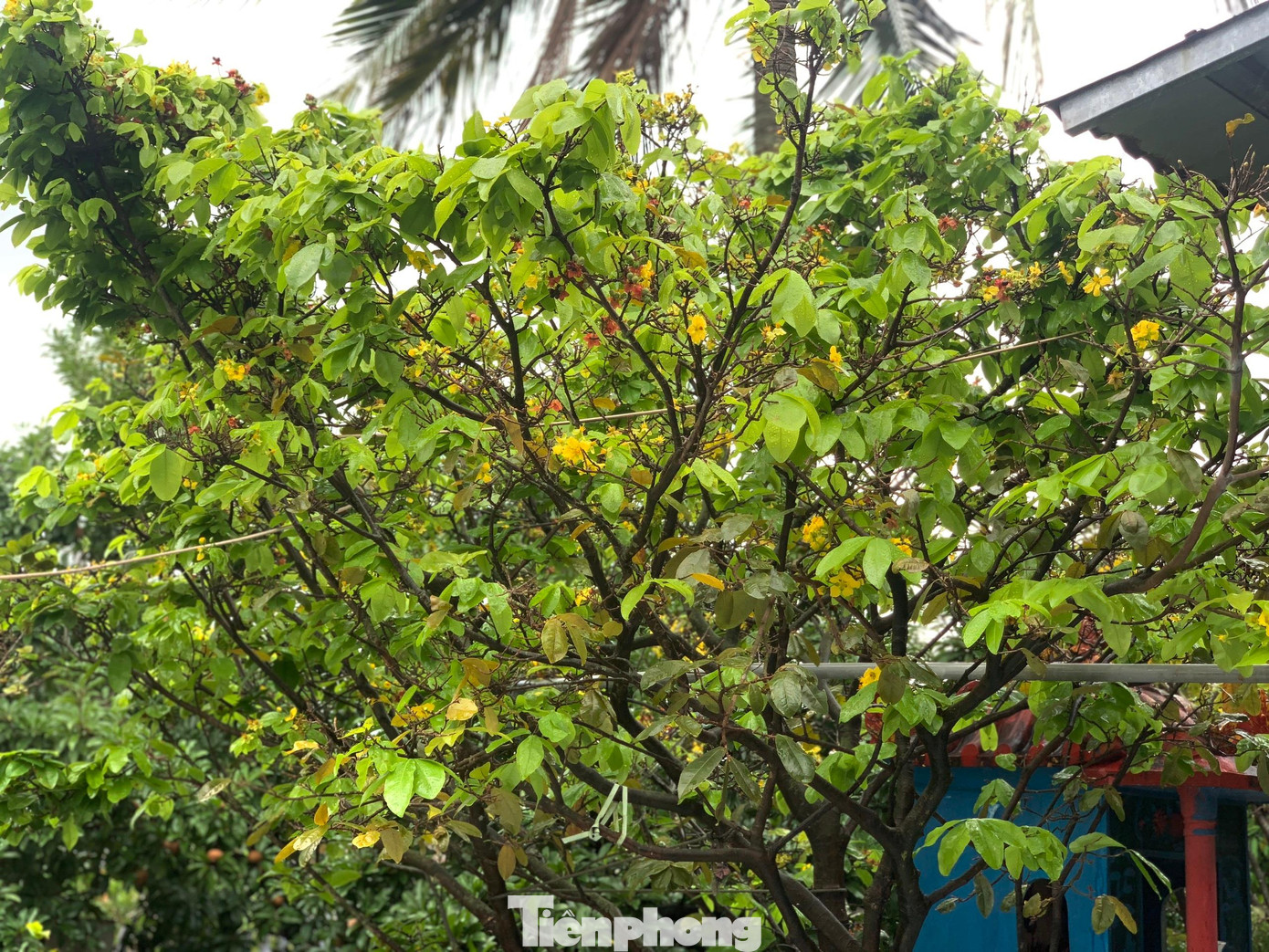 "Địa phương đã cử cán bộ xuống kiểm tra thường xuyên để cùng người dân tìm cách xử lý nhằm đảm bảo số lượng hoa mai còn lại nở đúng dịp Tết. Vì thời tiết năm nay có đợt nắng nóng kéo dài, chuyển lạnh muộn nên hoa nở sớm hơn so với những năm trước", ông Chuổng cho hay.