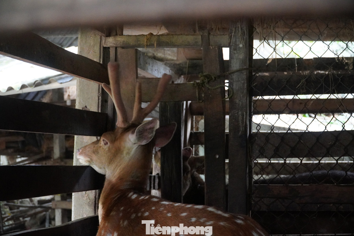 Hương Sơn (Hà Tĩnh) được biết đến là thủ phủ nghề nuôi hươu sao lấy nhung phát triển kinh tế. Hàng chục năm qua, nghề nuôi hươu được nhân rộng, giúp nhiều gia đình phát triển làm giàu.