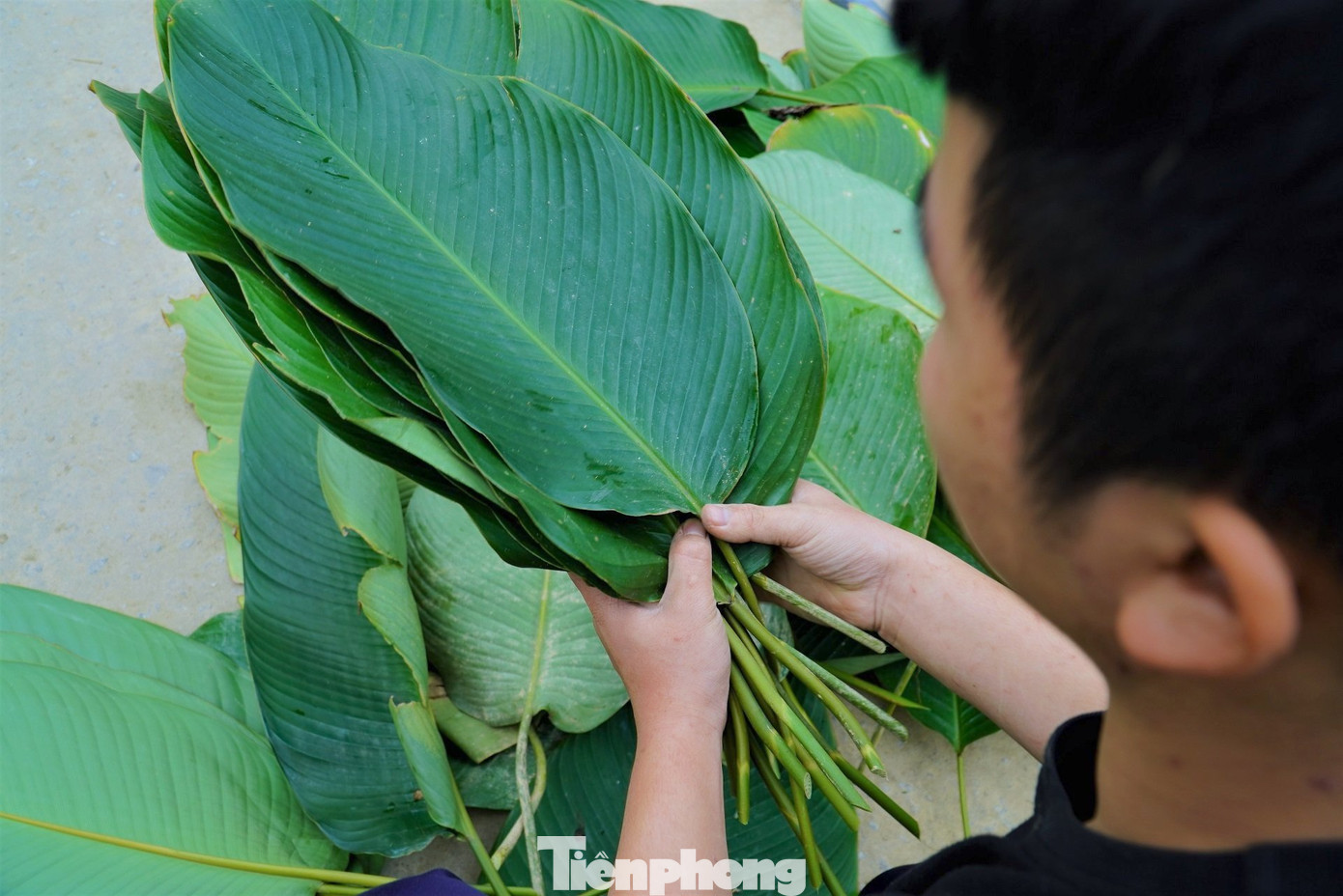 Mặc dù cây dong không phải là nguồn thu nhập chính của địa phương nơi đây nhưng mang lại hiệu quả kinh tế rất cao.