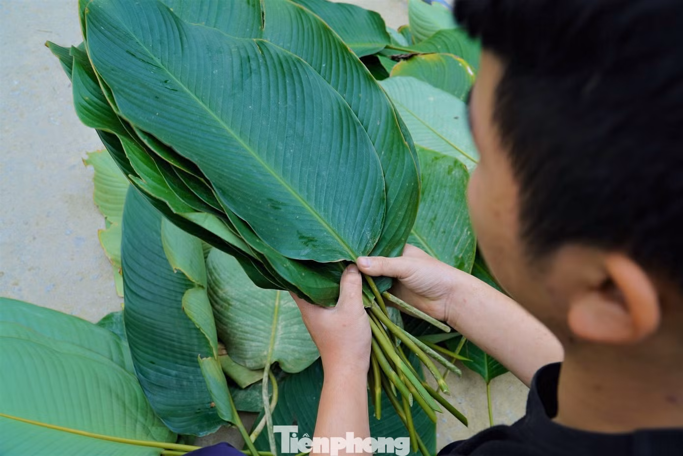 Mặc dù cây dong không phải là nguồn thu nhập chính của địa phương nơi đây nhưng mang lại hiệu quả kinh tế rất cao.