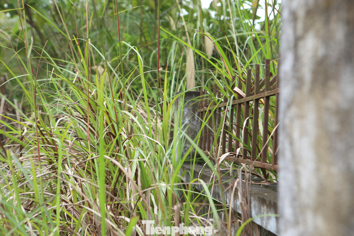 Cổng vào nhà máy nước sạch toàn bộ bị cây cối bao quanh, phủ kín toàn bộ tường.