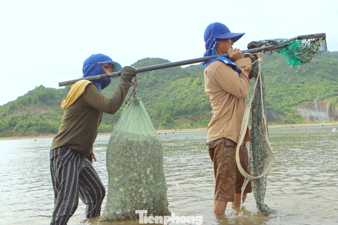 Theo bà con ngư dân tại đây, gần 2 tuần nay có đợt sò lông xuất hiện theo luồng dạt vào gần bờ nên bà con kéo nhau đánh bắt.