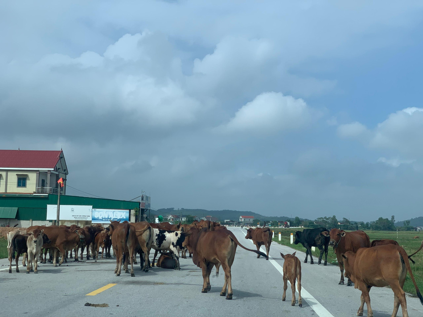 Ghi nhận của Tiền Phong, tại quốc lộ 15 đoạn qua địa bàn xã Việt Tiến, huyện Thạch Hà (Hà Tĩnh) một đàn bò khoảng hơn 20 con dàn hàng trên đường, khiến phương tiện muốn lưu thông qua phải dừng xe để đuổi...bò.