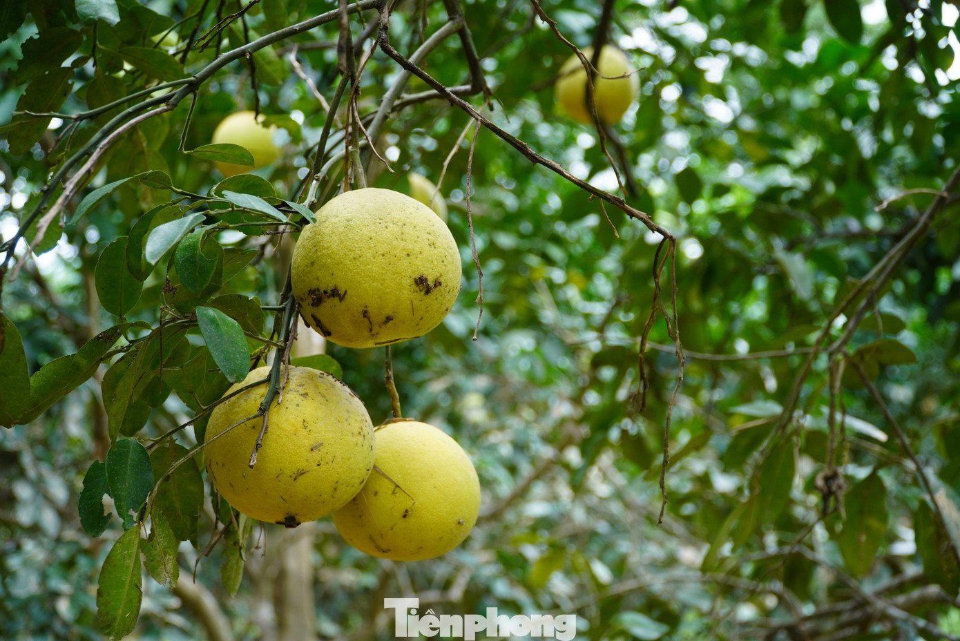 “Số lượng bưởi bị ngập khoảng 10.000 quả. Những quả bưởi bị ngập tiêu thụ giá trị sẽ thấp hơn, bình thường mỗi quả 25 ngàn đồng thì nay chỉ còn 20 ngàn đồng/quả”, ông Thái nói.