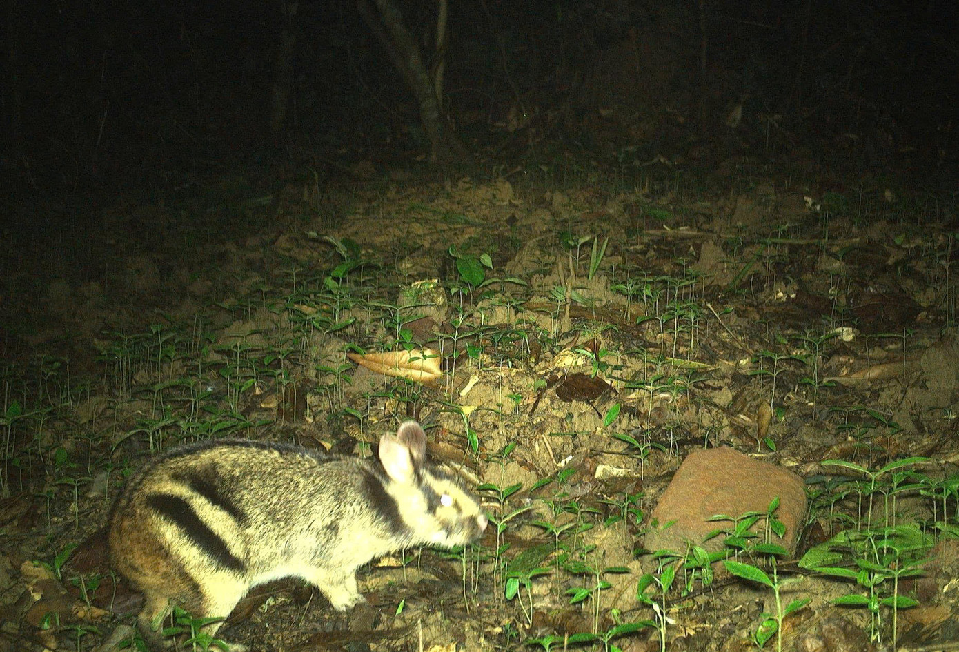 Ngành chức năng đang đưa ra các phương án quản lý rừng bền vững và bảo tồn đa dạng sinh học, các loài động vật có nguy cơ tuyệt chủng.