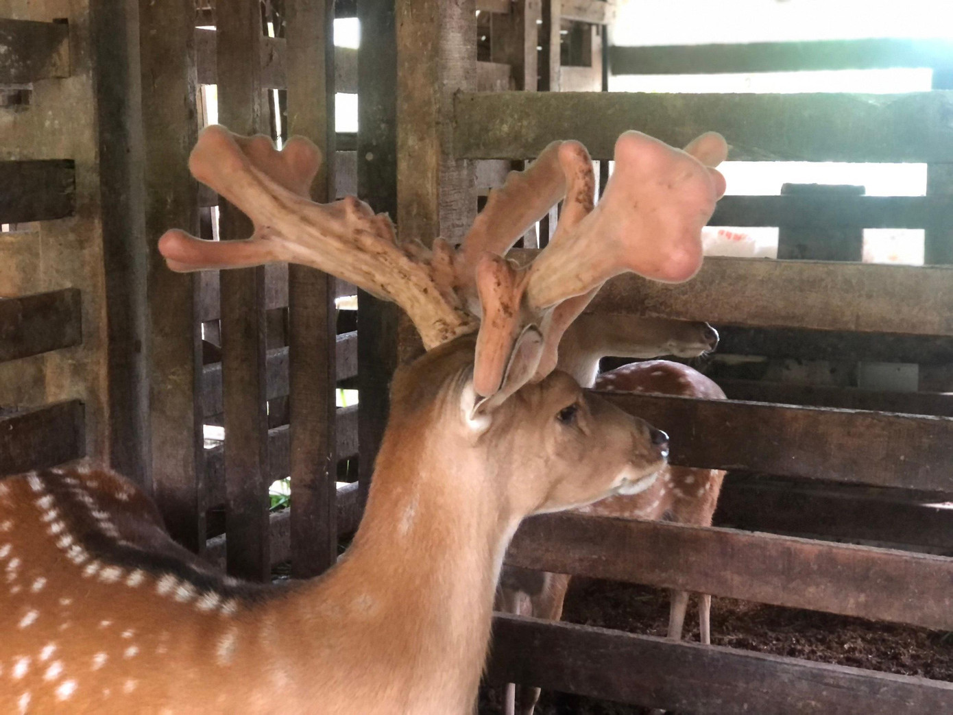 Con hươu được ông Lợi mua về từ 4 năm trước, đến nay đã sinh lộc nhung 4 lần. Đợt cắt đầu tiên có trọng lượng 5,8 lượng và lần này cặp nhung có trọng lượng lên tới 4,766kg.