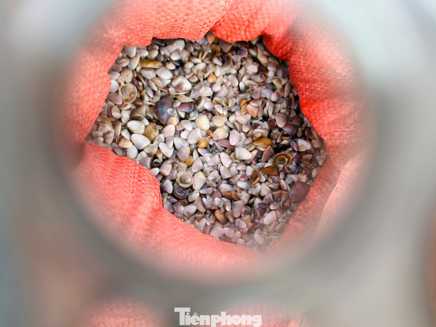 Ốc dẹp hiện tại được bán với giá 300 ngàn đồng/tạ. Ốc được thương lái thu mua ngay tại bờ biển để làm thức ăn cho tôm hùm. Dịp này, mỗi ngày người dân ngâm mình dưới nước từ 6-8 tiếng thu về từ 3-6 tạ ốc. Ốc dẹp hiện tại được bán với giá 300 ngàn đồng/tạ. Ốc được thương lái thu mua ngay tại bờ biển để làm thức ăn cho tôm hùm. Dịp này, mỗi ngày người dân ngâm mình dưới nước từ 6-8 tiếng thu về từ 3-6 tạ ốc.