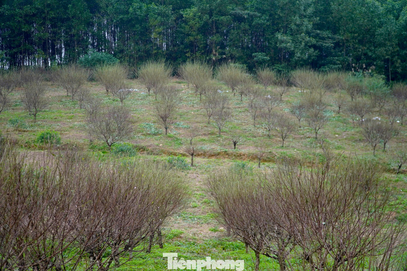 Ông Trần Bá Hoành, Chủ tịch UBND xã Lưu Vĩnh Sơn cho biết, toàn xã có 600 hộ dân trồng đào với diện tích 112ha, trong đó có khoảng 300 hộ dân trồng đào với số lượng lớn. Năm nay, dự kiến khoảng 70% diện tích đào đã đủ tuổi để cung ứng ra thị trường. Ông Trần Bá Hoành, Chủ tịch UBND xã Lưu Vĩnh Sơn cho biết, toàn xã có 600 hộ dân trồng đào với diện tích 112ha, trong đó có khoảng 300 hộ dân trồng đào với số lượng lớn. Năm nay, dự kiến khoảng 70% diện tích đào đã đủ tuổi để cung ứng ra thị trường.