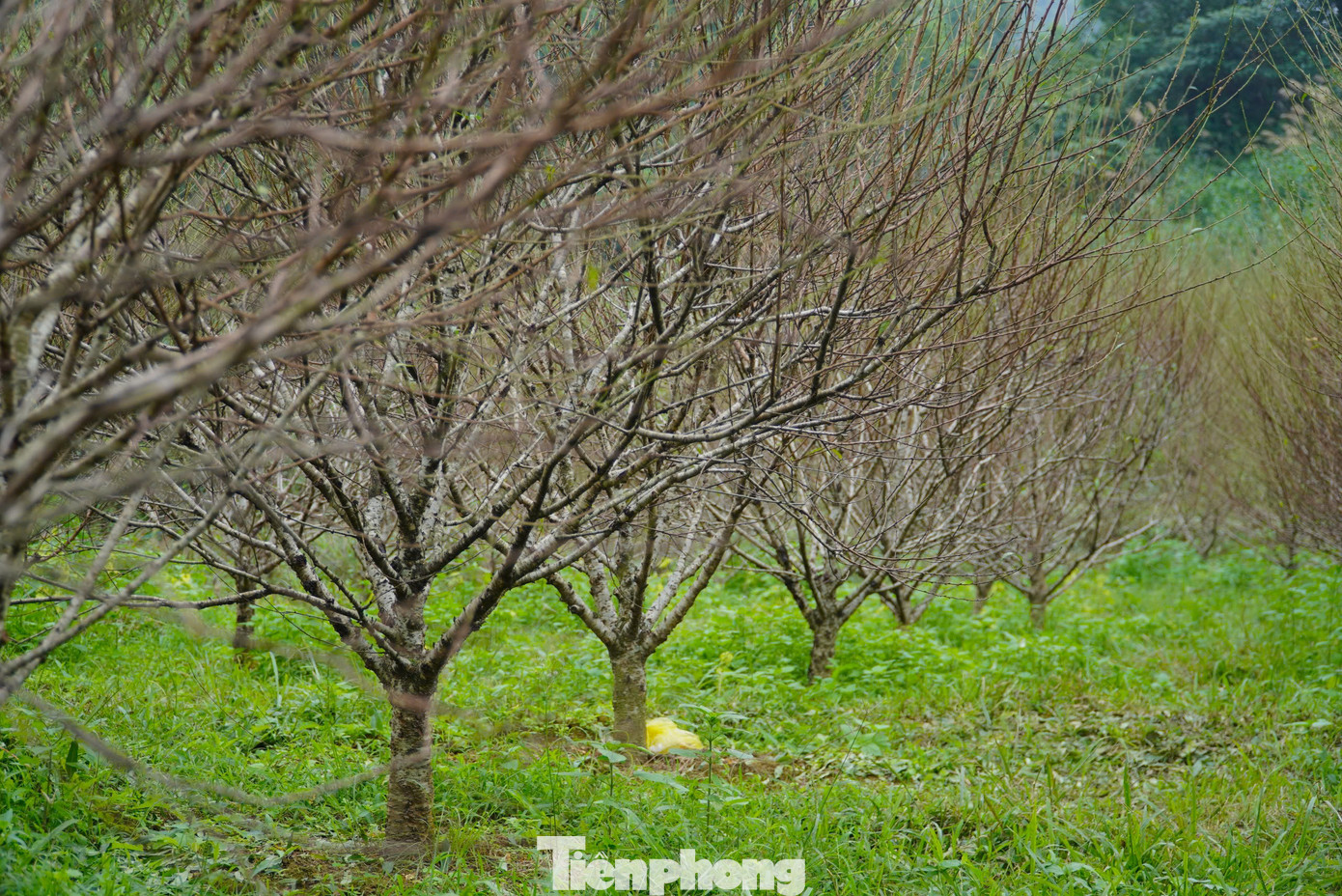 “Nếu thời tiết thuận lợi, hy vọng năm nay sẽ có nguồn thu nhập lớn cho người dân địa phương. Như dịp Tết năm 2024, toàn xã thu về trên 10 tỷ đồng từ nghề trồng đào. Nghề trồng đào tồn tại khoảng 30 năm nay, giúp nhiều gia đình trong xã thoát nghèo vươn lên làm giàu”, Chủ tịch UBND xã Lưu Vĩnh Sơn cho biết. “Nếu thời tiết thuận lợi, hy vọng năm nay sẽ có nguồn thu nhập lớn cho người dân địa phương. Như dịp Tết năm 2024, toàn xã thu về trên 10 tỷ đồng từ nghề trồng đào. Nghề trồng đào tồn tại khoảng 30 năm nay, giúp nhiều gia đình trong xã thoát nghèo vươn lên làm giàu”, Chủ tịch UBND xã Lưu Vĩnh Sơn cho biết.