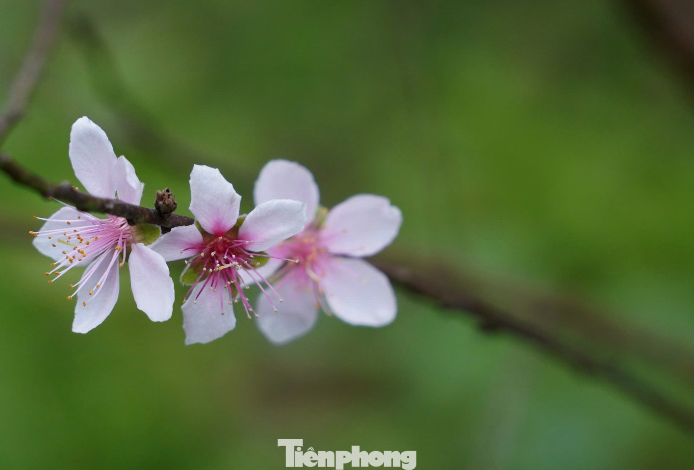 Một số bông hoa đào khoe sắc sớm trong những ngày cuối năm. Một số bông hoa đào khoe sắc sớm trong những ngày cuối năm.