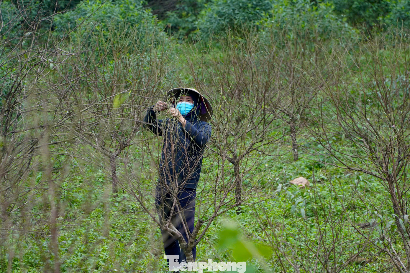 Xã Lưu Vĩnh Sơn (huyện Thạch Hà, tỉnh Hà Tĩnh) được xem là nơi trồng nhiều hoa đào phai nhất tỉnh Hà Tĩnh. Những ngày này, người trồng hoa đào tại xã Lưu Vĩnh Sơn đang huy động nhân lực để tuốt lá để cây đào bật nụ và lộc để cây ra hoa đúng dịp để phục vụ khách hàng. Xã Lưu Vĩnh Sơn (huyện Thạch Hà, tỉnh Hà Tĩnh) được xem là nơi trồng nhiều hoa đào phai nhất tỉnh Hà Tĩnh. Những ngày này, người trồng hoa đào tại xã Lưu Vĩnh Sơn đang huy động nhân lực để tuốt lá để cây đào bật nụ và lộc để cây ra hoa đúng dịp để phục vụ khách hàng.