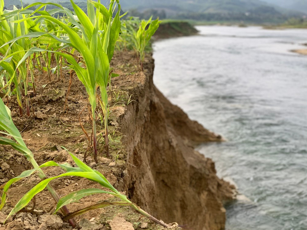 Mỗi năm nước sông lấn vào diện tích sản xuất của người dân khoảng 15 - 20m. Khoảng 5 năm lại nay, mỗi năm mất khoảng 1ha diện tích đất của dân. Như trước đây vùng sản xuất này tổng diện tích hơn 30ha đất, nhưng đến nay chỉ còn khoảng 25ha.