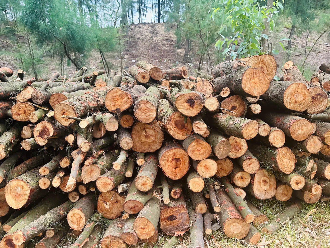 Các gốc phi lao khi đốn hạ được người dân tập kết ra khu vực đường để vận chuyển đến vị trí khác.