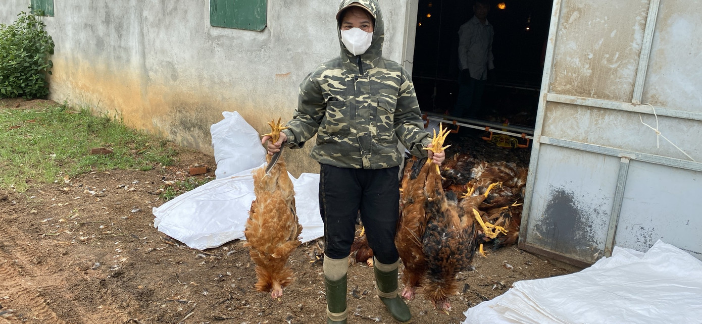 Người dân đến hỗ trợ anh Xuân làm thịt gà để tiêu thụ với mong muốn vớt vát lại tài sản.