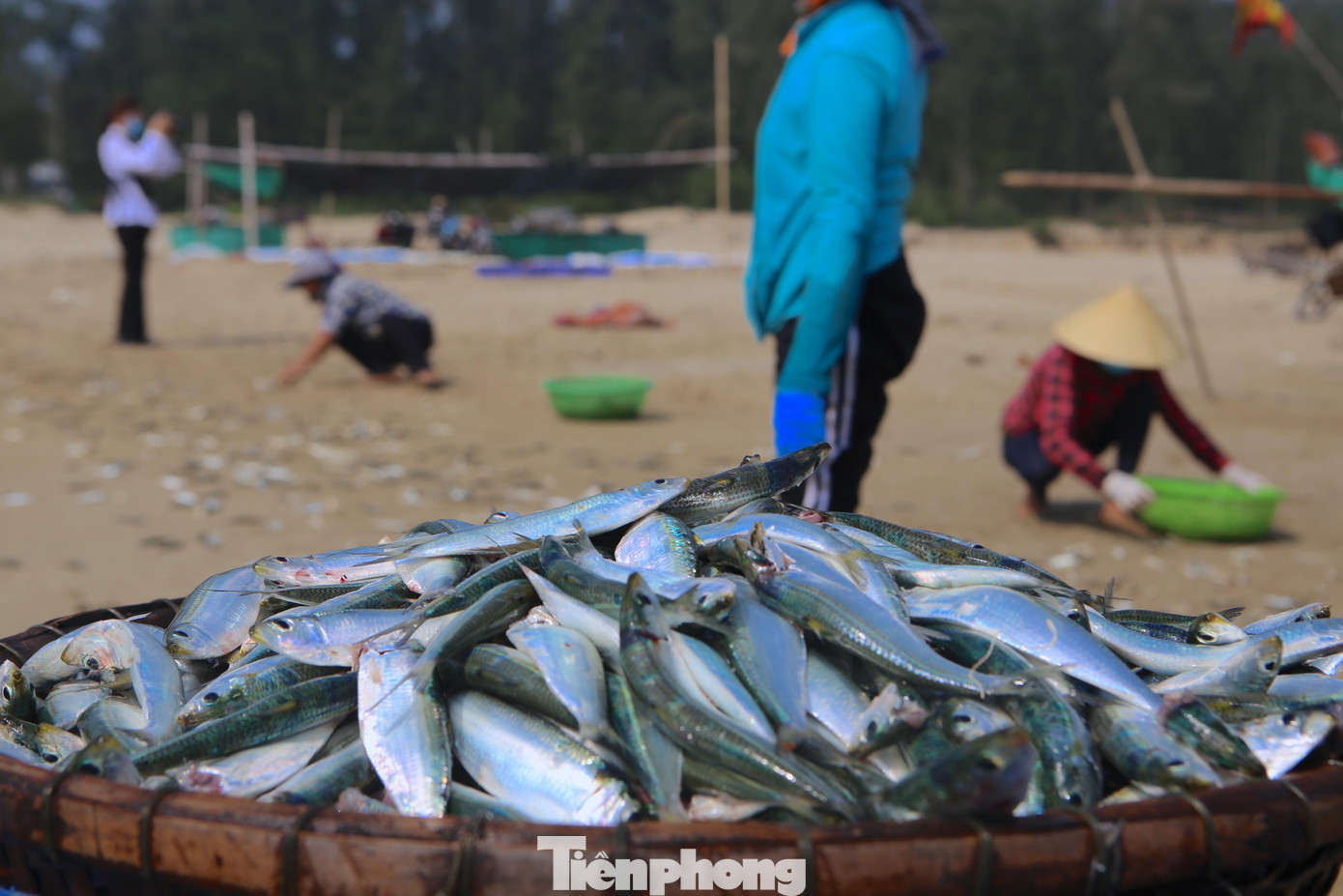 Mẻ cá trích tươi xanh được đánh bắt từ biển lên bán ngay tại bờ. Mẻ cá trích tươi xanh được đánh bắt từ biển lên bán ngay tại bờ.