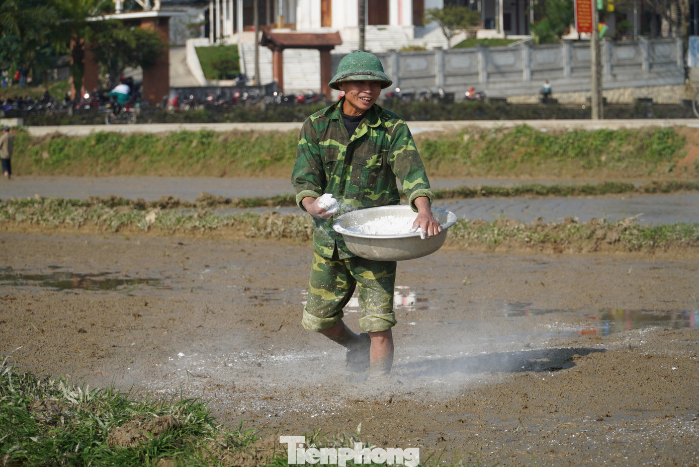 Người dân dùng vôi trắng để chống phèn, chống sâu bệnh trước khi xuống giống lúa.