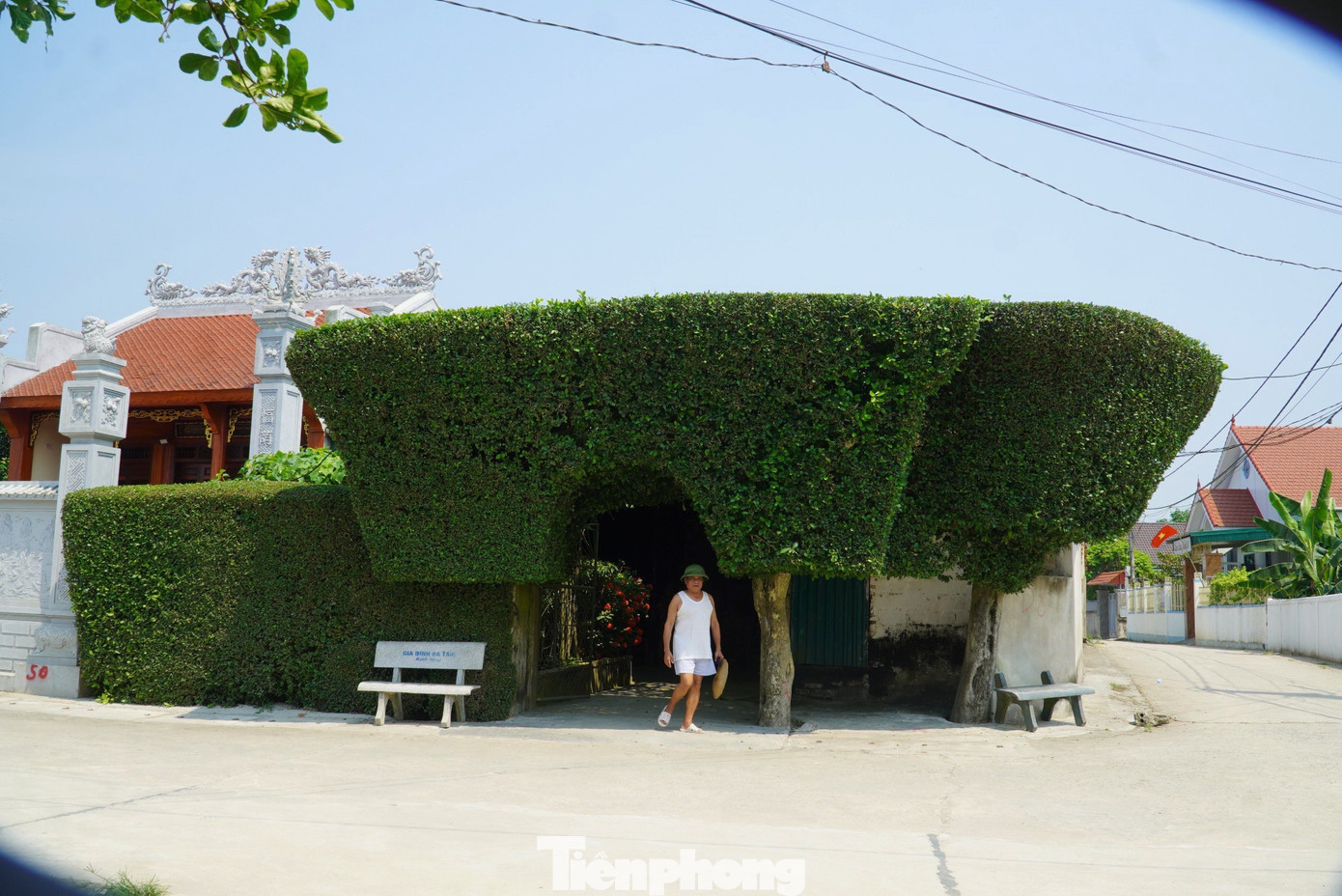 Chính nét đẹp của hàng duối này đã tạo nên vẻ đẹp độc đáo, yên bình của vùng quê Tùng Ảnh.