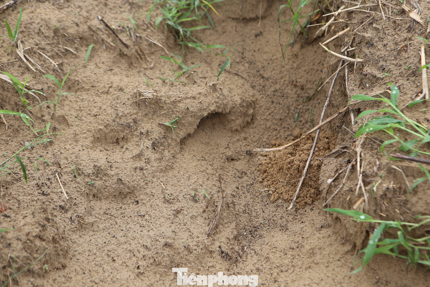 Hang dế đóng ở những bãi đất pha cát, chỉ cần thấy có một ít đất mới bồi lên hoặc đất vón cục phía ngoài thì đây chính là nơi ở của dế. Vì đặc điểm dễ nhận biết ngày người già hay trẻ nhỏ đều có thể phát hiện được.