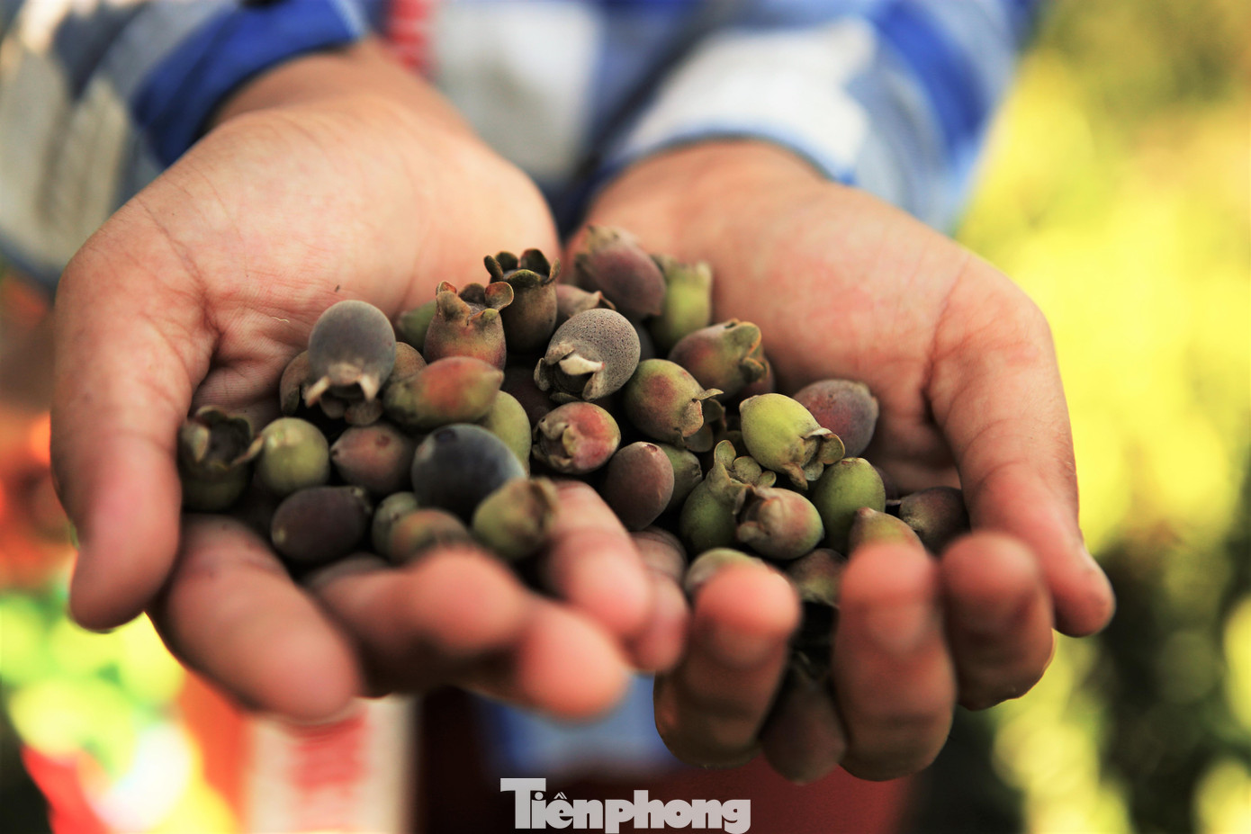 Giá sim hiện tại giao động 25.000 - 30.000đồng/kg. Mỗi ngày một người có thể kiếm từ 150-300 ngàn đồng/ngày.