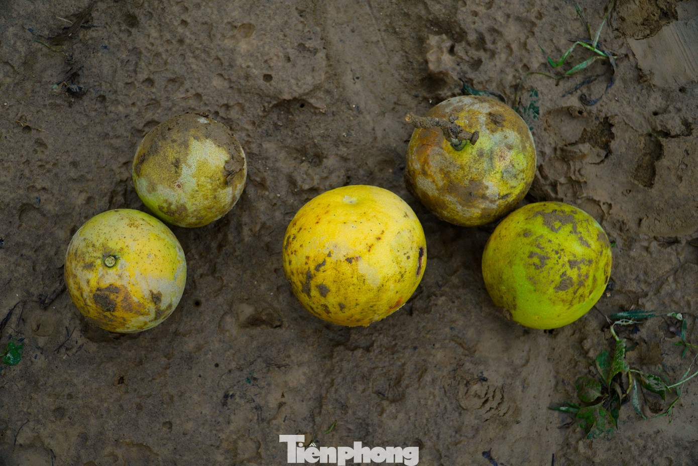 Một số quả có dấu hiệu hư hỏng do ngập lụt, người dân sẽ loại bỏ.