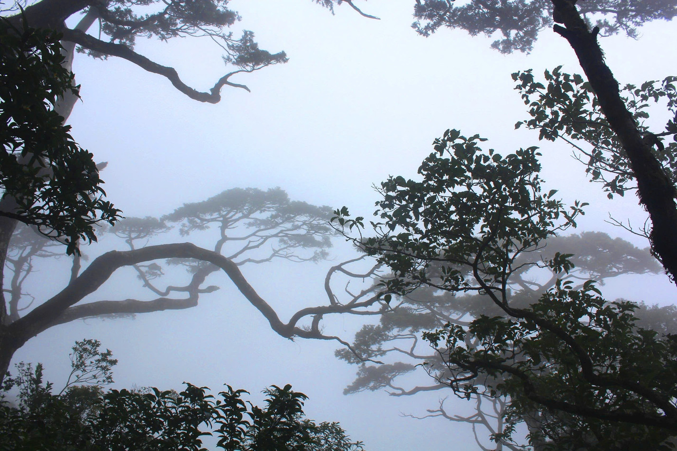 Nơi đây có các hệ sinh thái động vật, thực vật vô cùng đa dạng, phong phú, với những khu rừng nguyên sinh hoang sơ, kỳ vĩ.
