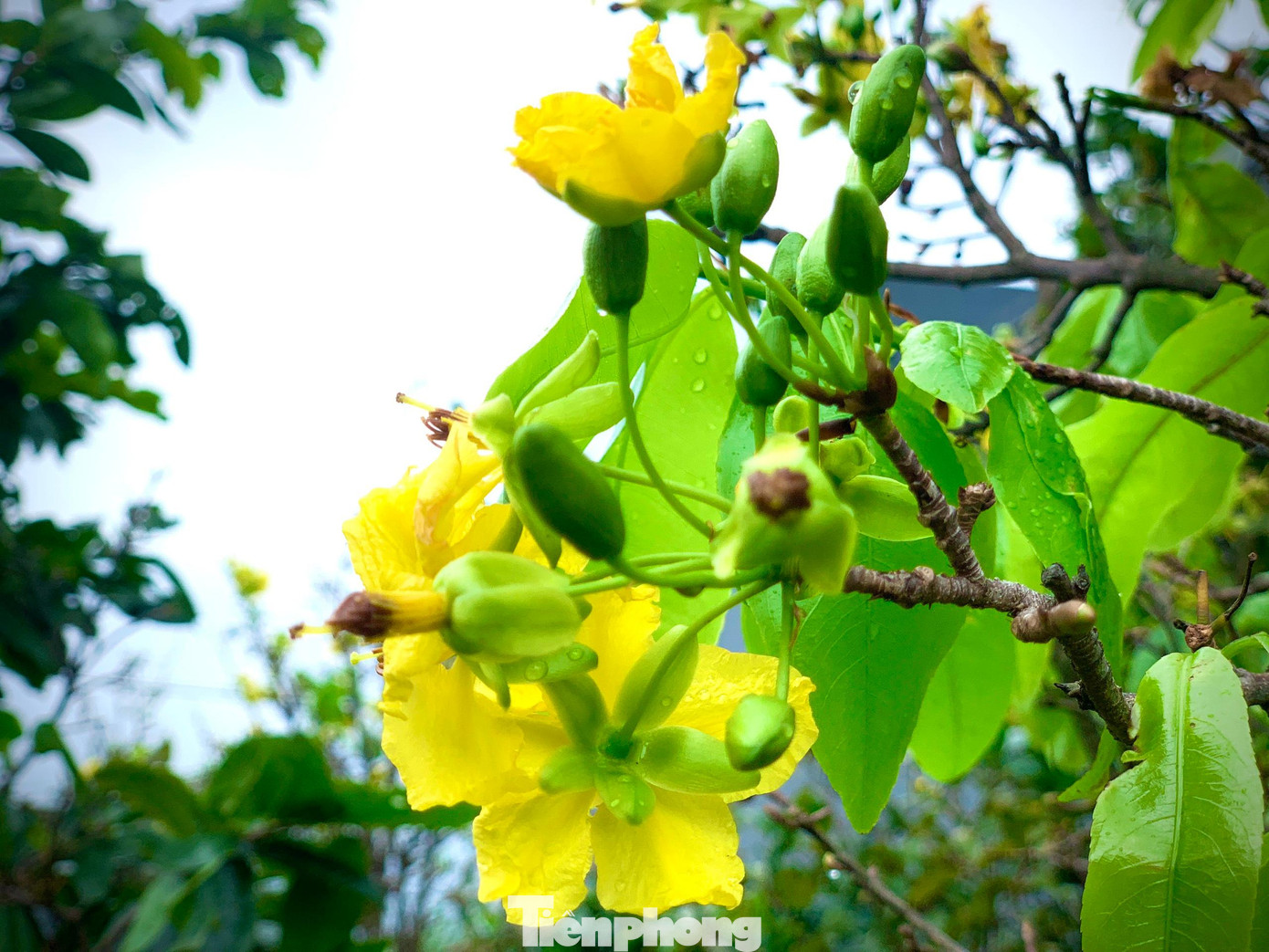 Theo những người trồng mai lâu năm, mai Kỳ Nam vốn mọc hoang tại bãi cát bồi ở vùng ven biển Kỳ Anh. Vì thấy hoa nở 5 cánh vàng rực rỡ, có mùi thơm dịu, nên người dân đã mang về trồng trang trí tại nhà. Sau khi nhận thấy hoa bán dịp Tết có lợi nhuận, người dân đã mở rộng trồng để phục vụ khách hàng.