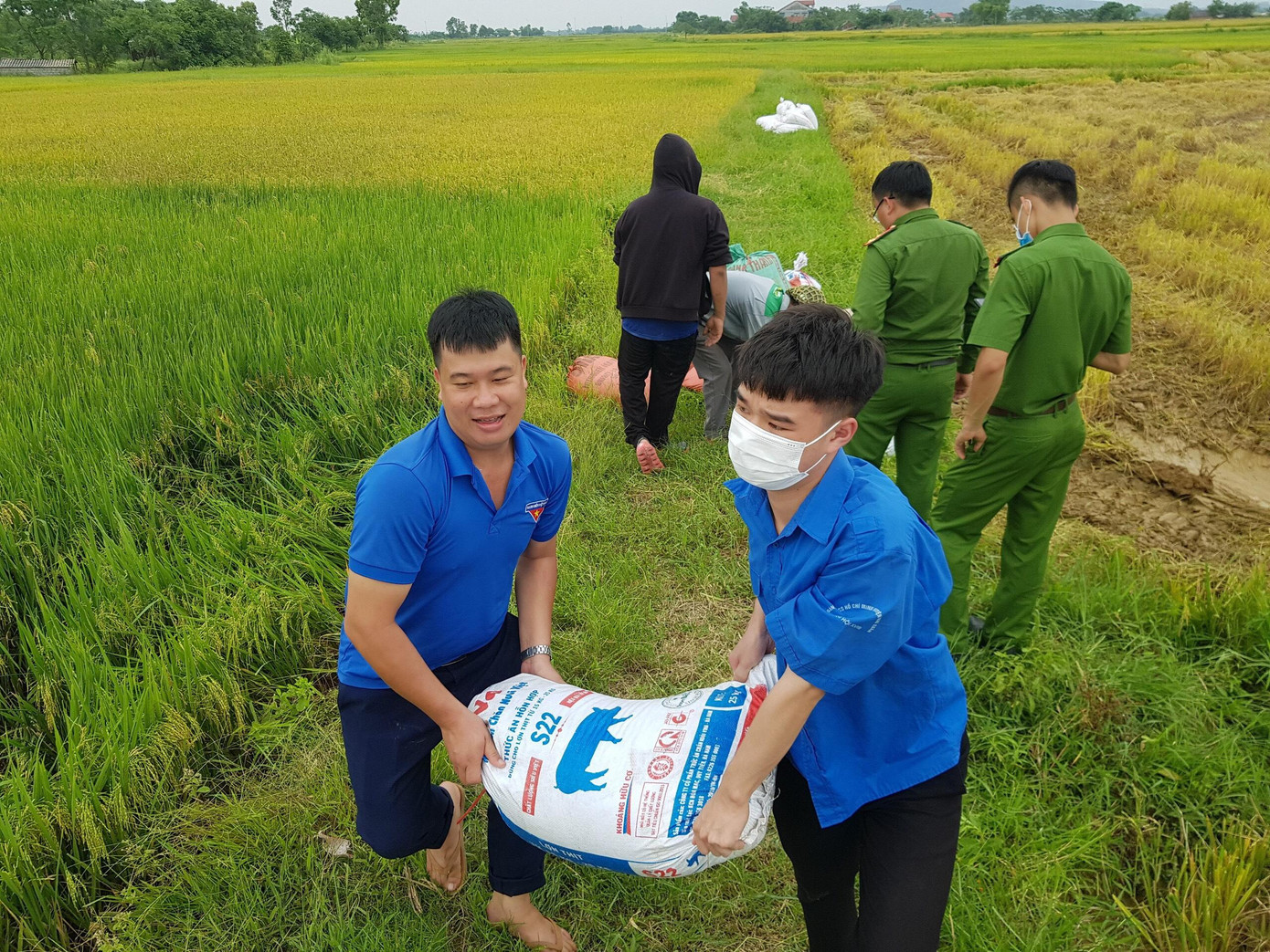Lực lượng đoàn thanh niên hỗ trợ người dân thu hoạch vụ mùa Đông Xuân.