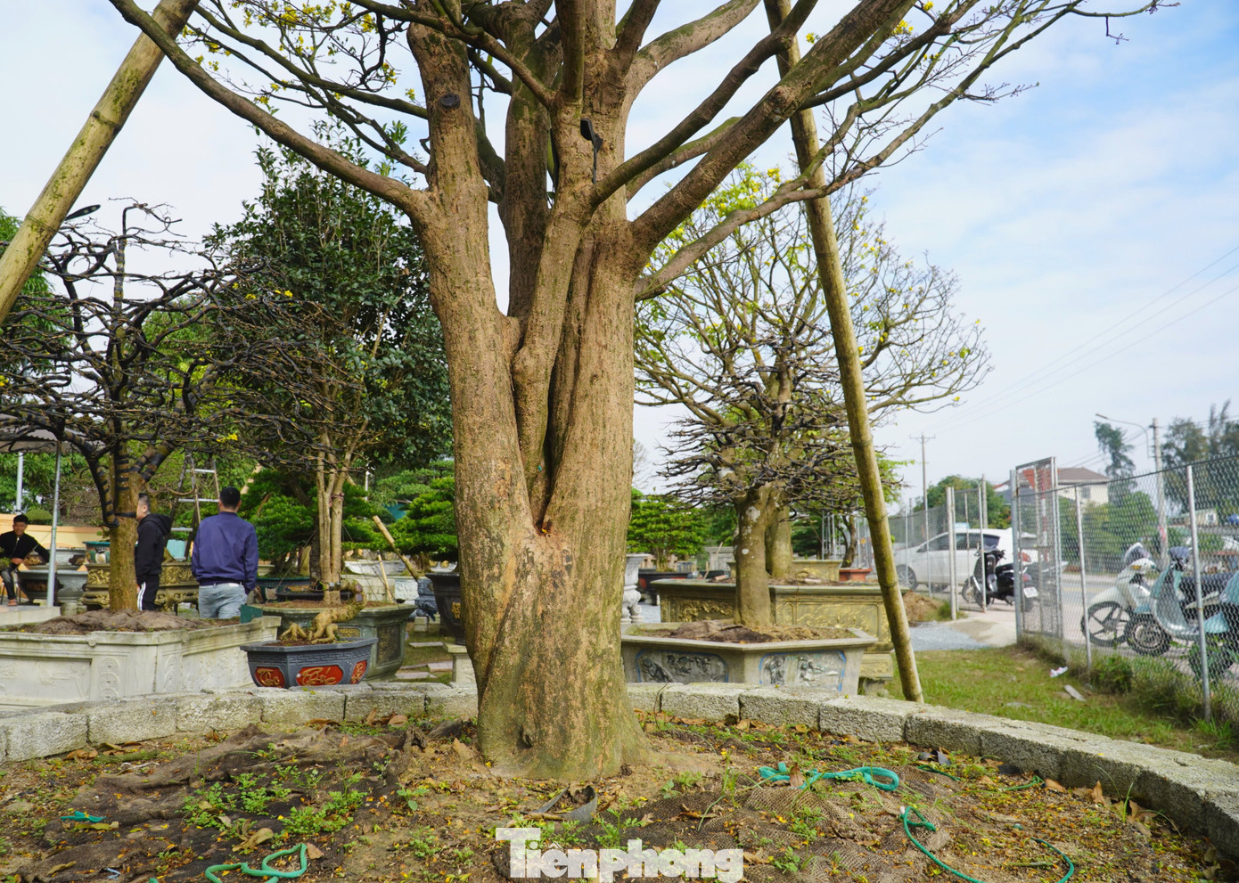 Theo chủ vườn, gốc mai có trên 100 năm tuổi, được sưu tầm từ Huế. Mai nở 5 cánh, màu vàng sặc sỡ. Cây có chiều cao 6m, đường kính tán rộng 5m. Dáng mai thế tự nhiên, 1 thân phân 3 nhánh rõ ràng.