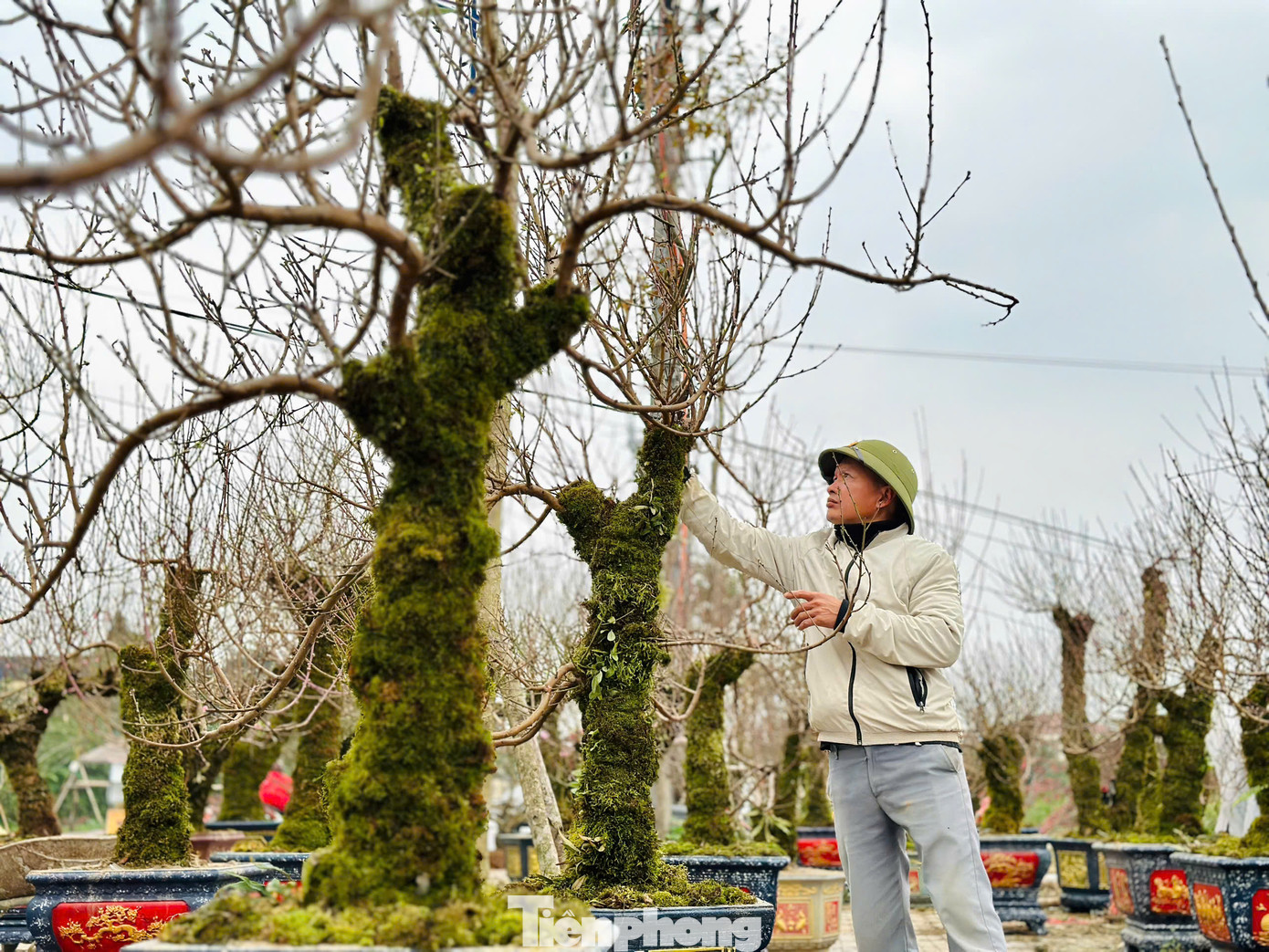 Nhiều ngày qua, người dân Hà Tĩnh không khỏi thích thú ngắm nhìn những gốc đào rừng được bày trên Đại lộ Xô Viết Nghệ Tĩnh (thành phố Hà Tĩnh). Nhiều ngày qua, người dân Hà Tĩnh không khỏi thích thú ngắm nhìn những gốc đào rừng được bày trên Đại lộ Xô Viết Nghệ Tĩnh (thành phố Hà Tĩnh).