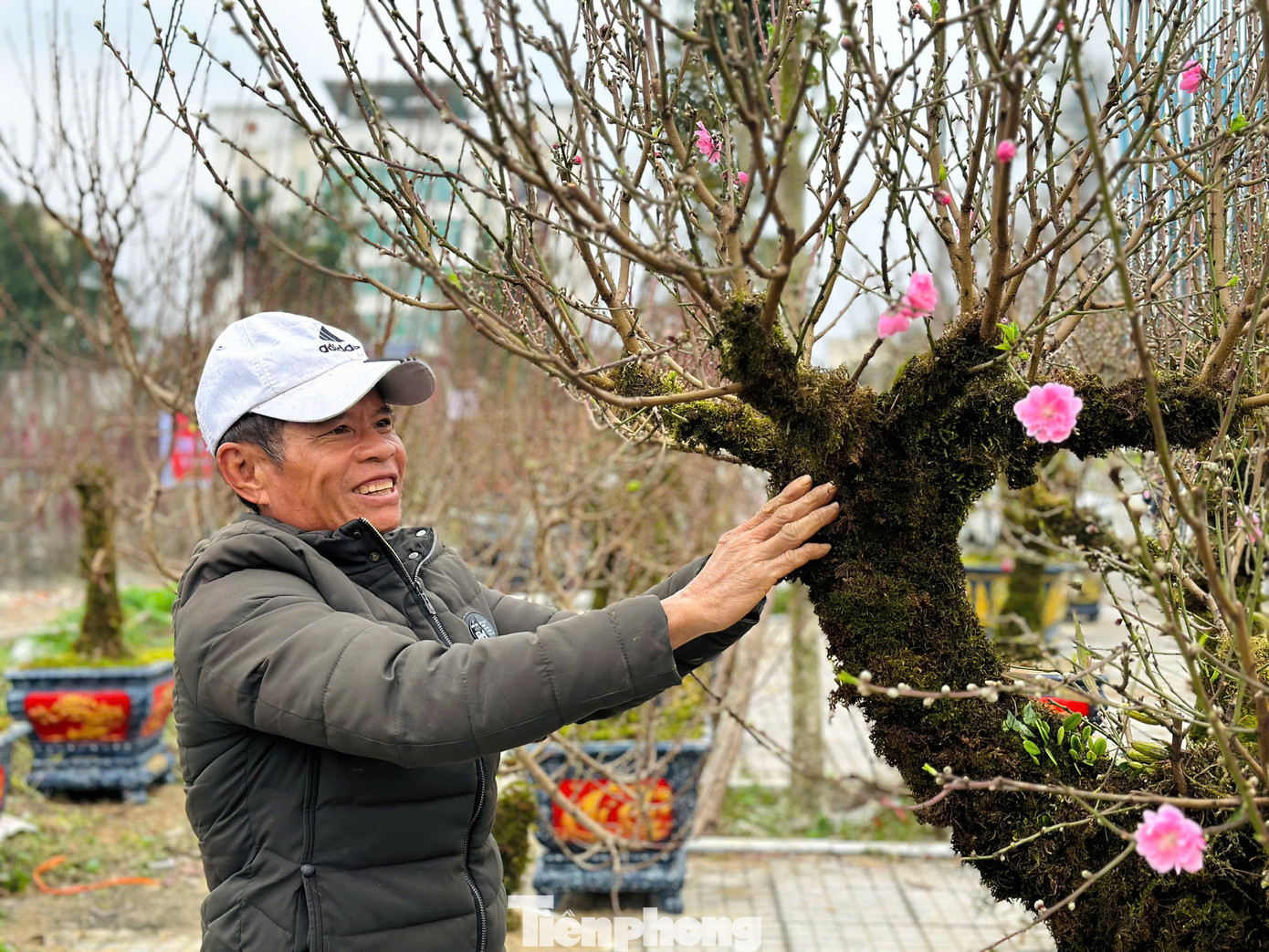Hoa đào rừng cũng khá khác biệt với cánh dày, màu hồng phai. Hoa đào rừng cũng khá khác biệt với cánh dày, màu hồng phai.