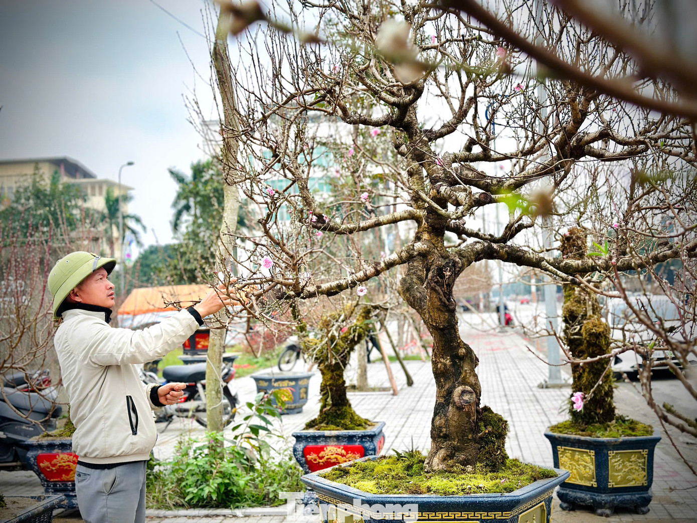 Trong số đó có gốc đào này thuộc hàng “khủng”, cây cao từ 4m, tán rộng, giá được rao bán 60 triệu đồng. Trong số đó có gốc đào này thuộc hàng “khủng”, cây cao từ 4m, tán rộng, giá được rao bán 60 triệu đồng.