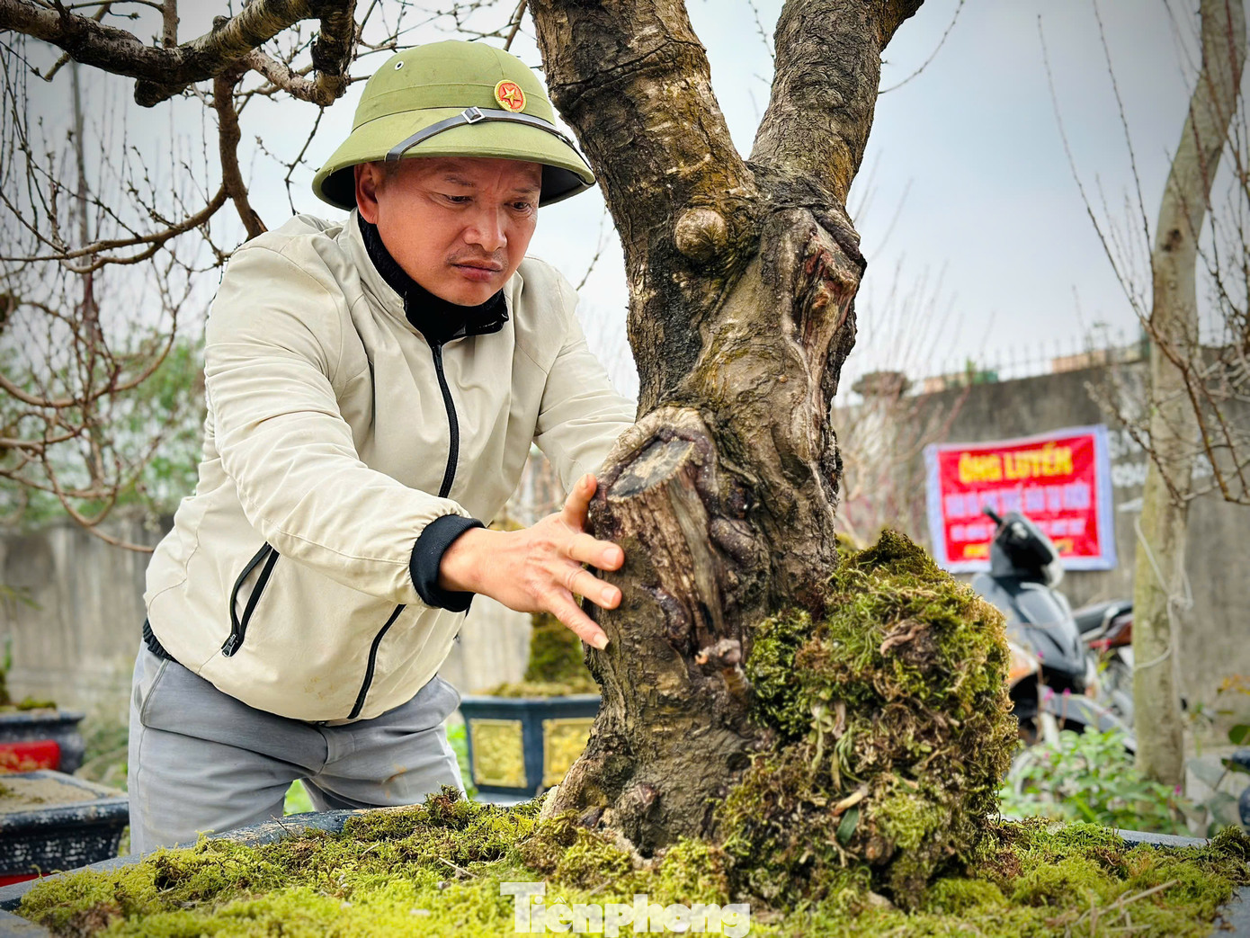 Trong số đó có gốc đào này thuộc hàng “khủng”, cây cao từ 4m, tán rộng, giá được rao bán 60 triệu đồng. Trong số đó có gốc đào này thuộc hàng “khủng”, cây cao từ 4m, tán rộng, giá được rao bán 60 triệu đồng.
