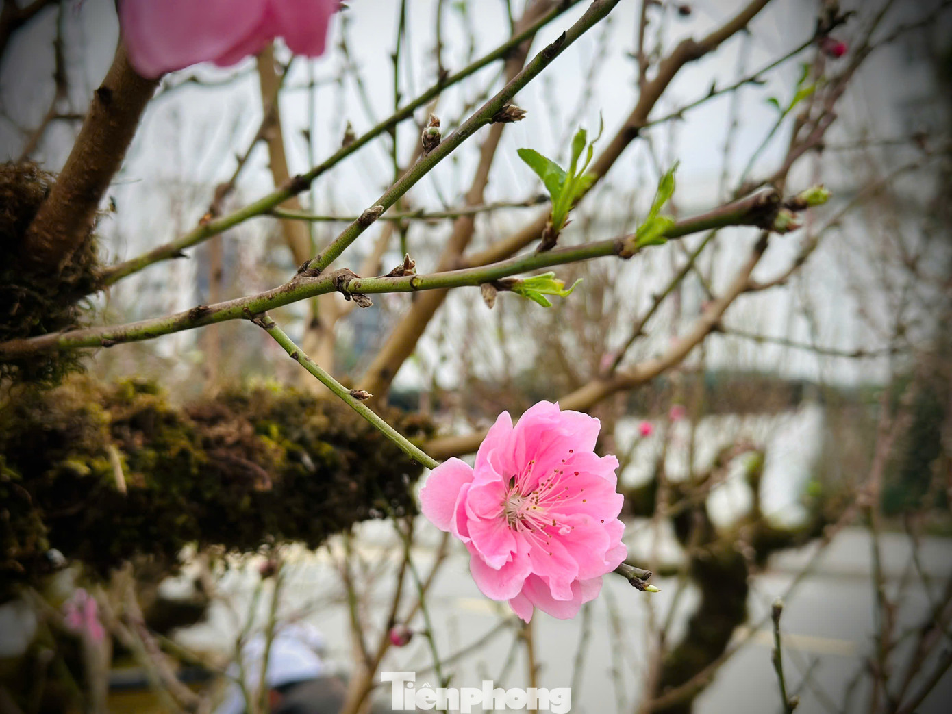 Hoa đào rừng với bông to, cánh dày, màu hồng phai được rất nhiều người ưa chuộng. Hoa đào rừng với bông to, cánh dày, màu hồng phai được rất nhiều người ưa chuộng.