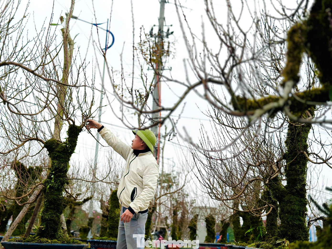 "Những gốc đào ở đây là đào rừng cổ thụ, đa phần khách quen tới mua. Ngoài ra tôi cũng cho thuê nếu khách hàng có nhu cầu. Hiện tại một số cây lớn đã được khách quen đặt cọc từ trước", anh Vỹ chia sẻ. "Những gốc đào ở đây là đào rừng cổ thụ, đa phần khách quen tới mua. Ngoài ra tôi cũng cho thuê nếu khách hàng có nhu cầu. Hiện tại một số cây lớn đã được khách quen đặt cọc từ trước", anh Vỹ chia sẻ.