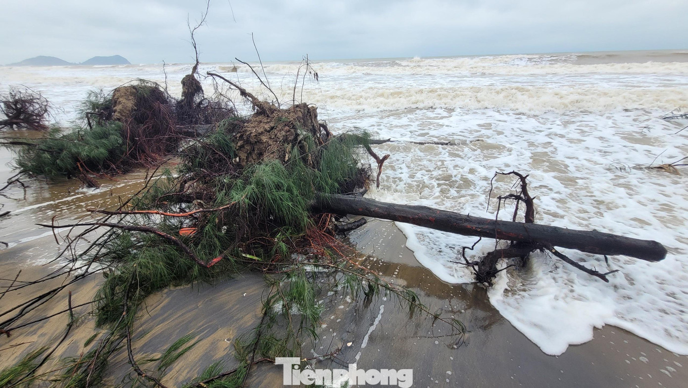 Việc này khiến rừng cây phi lao phòng hộ đứng trước nguy cơ bị xóa sổ và ảnh hưởng tuyến đê bên trong.