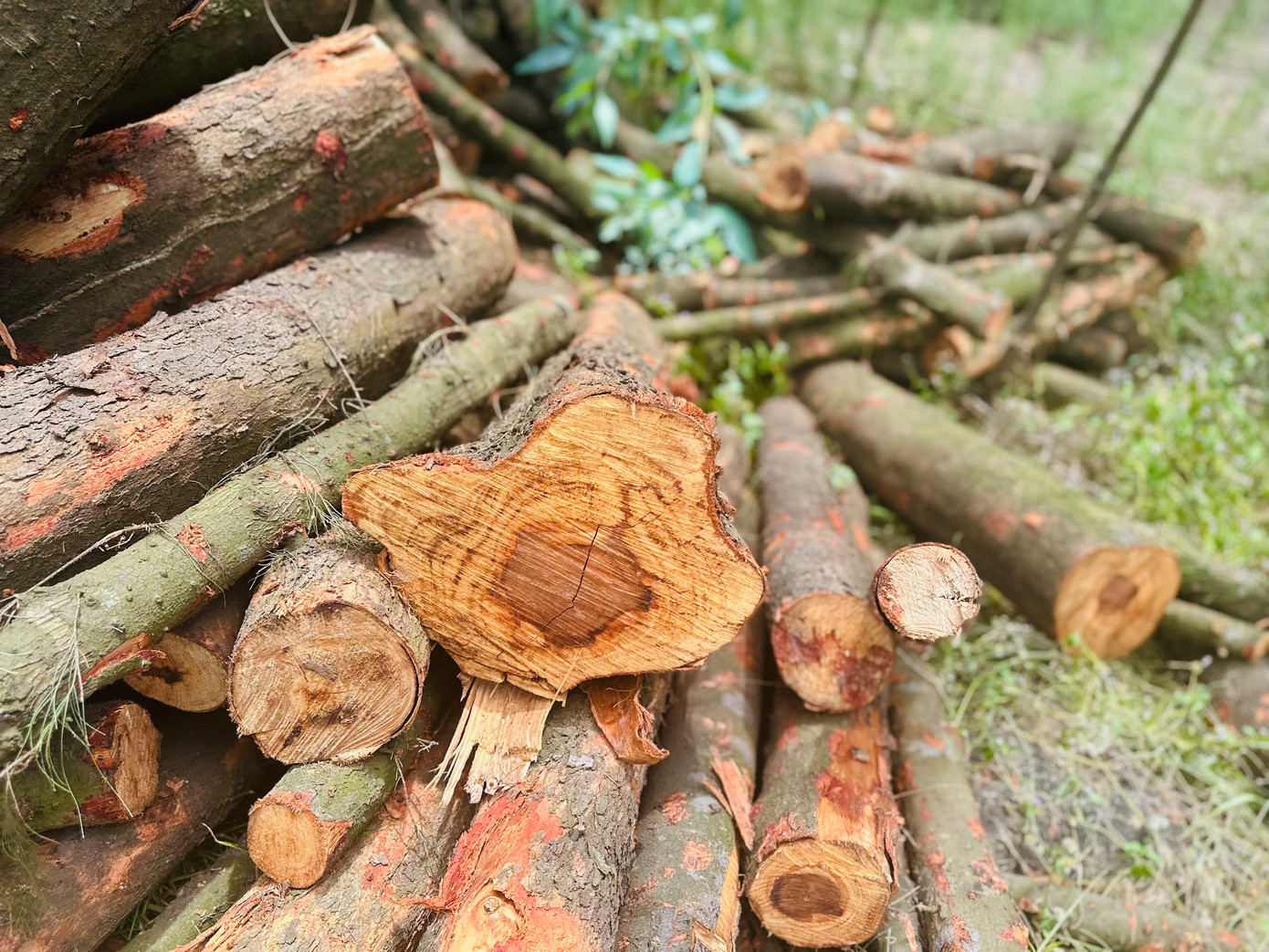 "Hiện lực lượng chức năng đã lập biên bản đình chỉ việc chặt hạ cây, tạm giữ lâm sản để tiếp tục xác minh, làm rõ", báo cáo của Đội kiểm lâm cơ động và phòng cháy chữa cháy rừng thuộc Chi cục Kiểm lâm tỉnh Hà Tĩnh nêu.