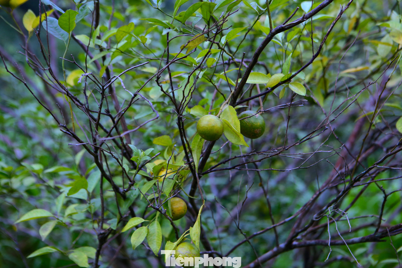 Sơn Trường được biết đến là “thủ phủ” trồng cam nhiều nhất huyện Hương Sơn, đặc biệt là đặc sản cam bù. Những năm trước, dịp này cam bù đã ra quả, còn cam chanh đã cho thu hoạch bán ra thị trường. Tuy nhiên, năm nay mất mùa, số lượng cam chết nhiều, có những hộ gia đình thiệt hại trên 50% diện tích.