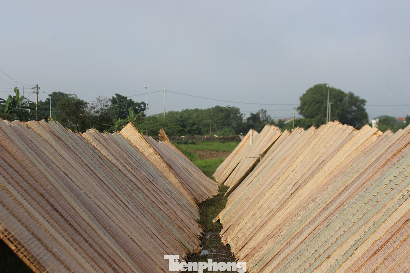 Các phên nứa phơi bánh được người dân tận dụng ở những khu đất rộng rãi, sạch sẽ để “đón nắng”. Các phên nứa phơi bánh được người dân tận dụng ở những khu đất rộng rãi, sạch sẽ để “đón nắng”.