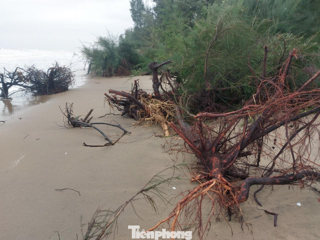 Nếu không có cách khắc phục, người dân địa phương lo lắng cánh rừng phi lao phòng hộ sẽ bị sóng “nuốt chửng” và tiếp tục đe dọa đến sự an toàn của tuyến đê chắn sóng.
