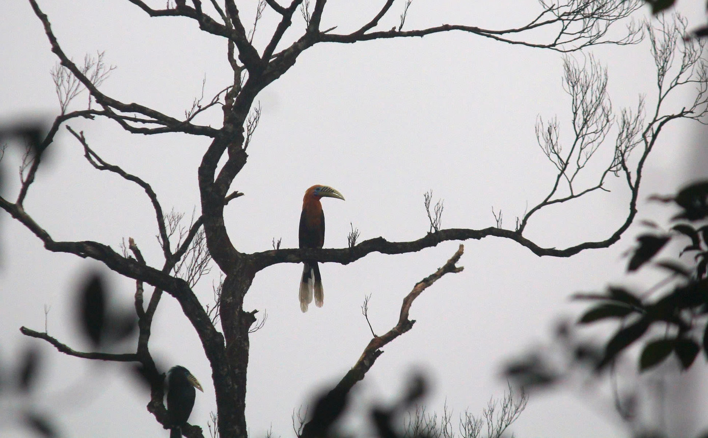 Hình ảnh tại Vườn quốc gia Vũ Quang. Hình ảnh tại Vườn quốc gia Vũ Quang.