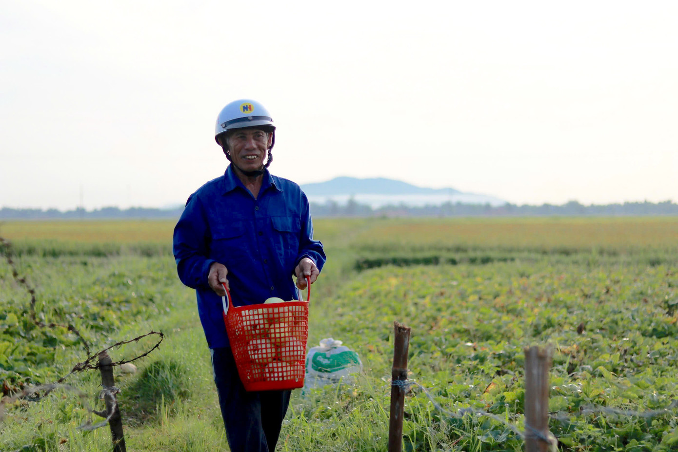 Hiện tại, xã Việt Tiến có khoảng 50 hộ dân trồng dưa với tổng diện tích 12ha. Các loại dưa chủ yếu được canh tác tại các cánh đồng khô.