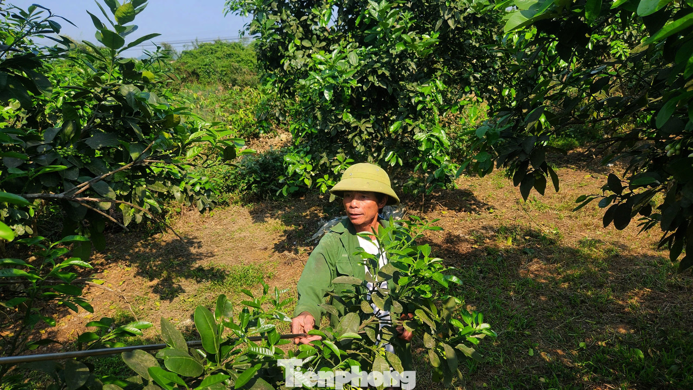 Trung bình mỗi ngày một người làm chỉ thụ phấn được 5-7 cây. Tùy theo thời tiết từng năm mà cây bưởi ra hoa sớm hay muộn. Năm nay hoa bưởi ra muộn hơn so với mọi năm nhưng hoa nhiều, đẹp hơn nên bà con hy vọng có mùa vụ bội thu.