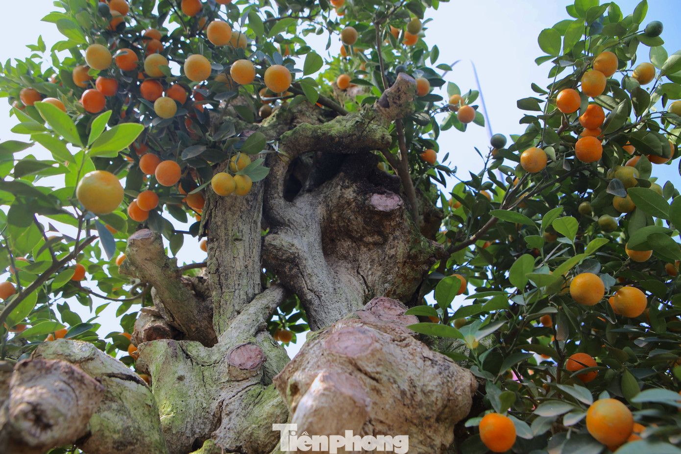 Quất ghép với thân gỗ lũa tạo nên nét đẹp độc đáo, mới lạ. Quất ghép với thân gỗ lũa tạo nên nét đẹp độc đáo, mới lạ.