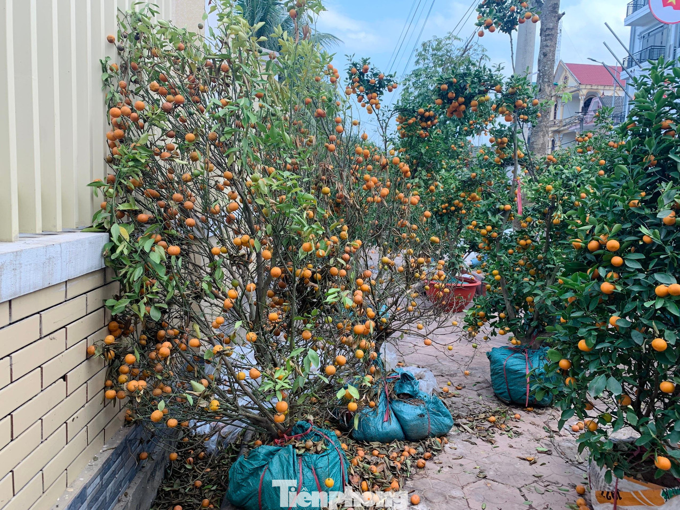 Những ngày qua Hà Tĩnh nắng nóng, nhiều gốc quất cũng đã bị héo úa, quả rụng đầy dưới vỉa hè. Nhiều người đang như "ngồi trên đống lửa" khi số lượng khách mua ít.