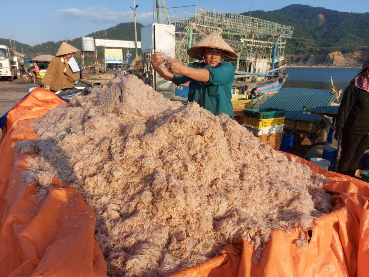 Ruốc được đưa từ thuyền lên bờ rồi dùng xe kéo để vận chuyển về nhà để làm mắm ruốc. Ruốc được đưa từ thuyền lên bờ rồi dùng xe kéo để vận chuyển về nhà để làm mắm ruốc.