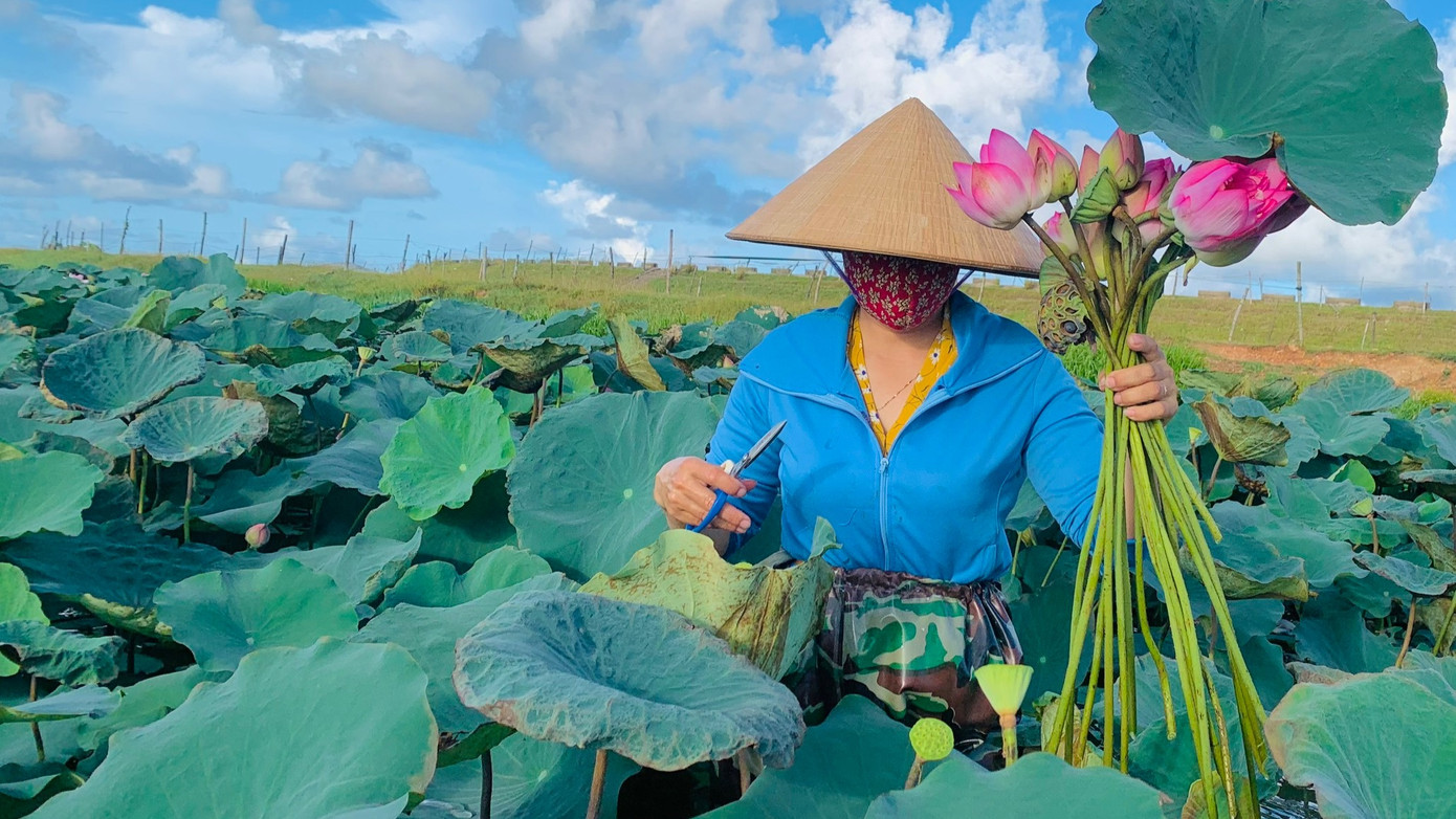 Mỗi bó sen được kết từ 10-20 bông hoa sen. Hoạt động này thu hút nhiều người quan tâm, đặc biệt là những người yêu hoa sen.