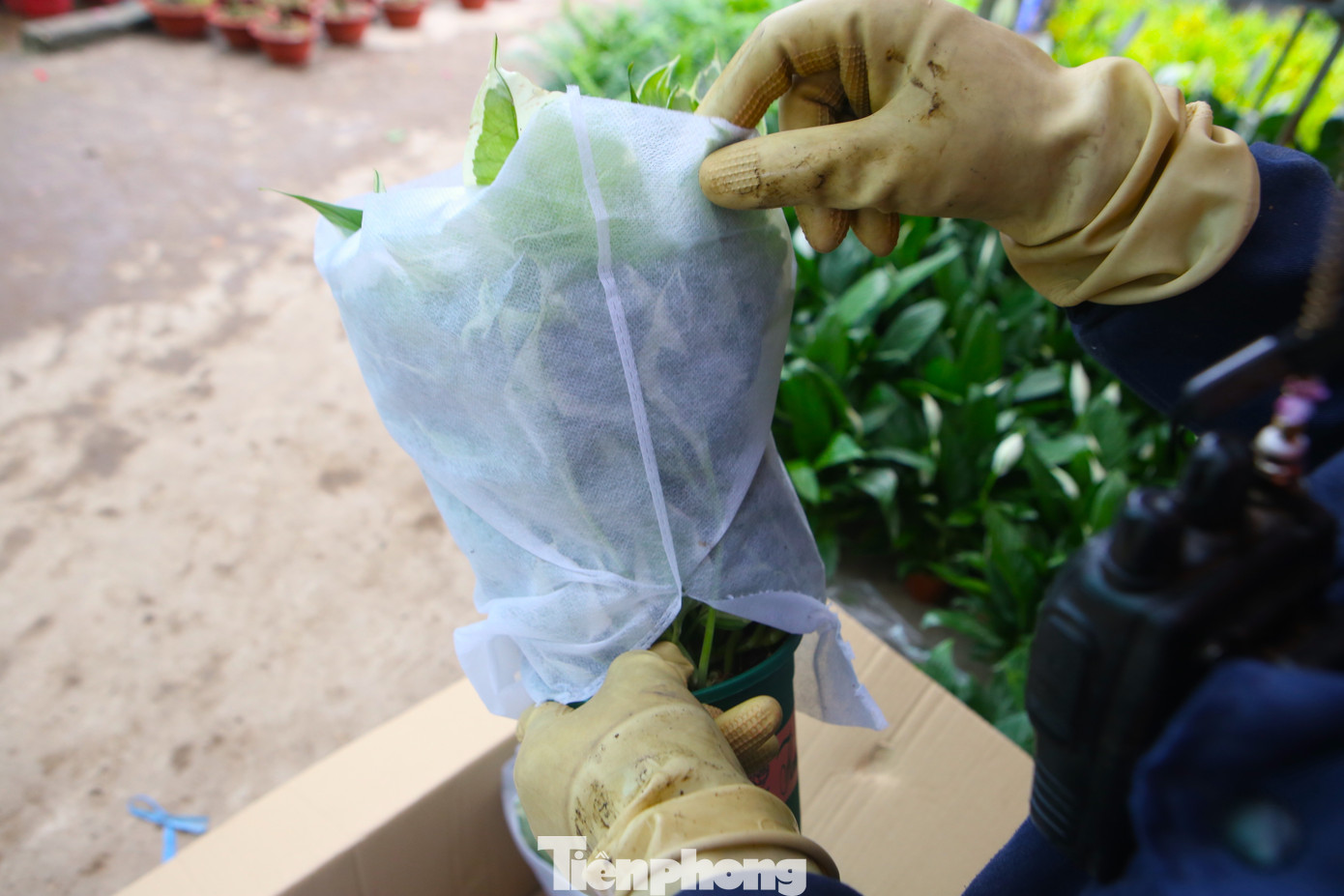 Số lượng hoa khi được vận chuyển vào bãi, sẽ được tháo bỏ bao bì bên ngoài để bán cho khách hàng.