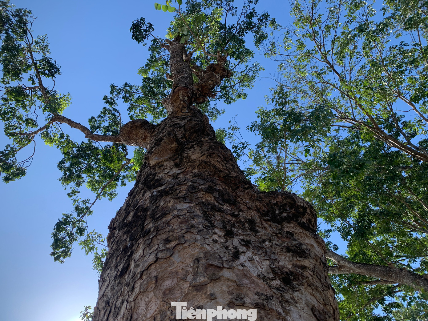 Một số gốc cây bị chặt hạ các nhánh lớn, để lại hình ảnh trơ trọi.